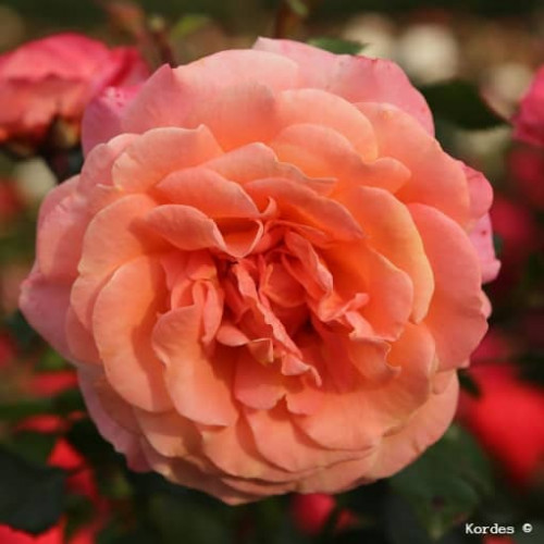 PEACH MELBA