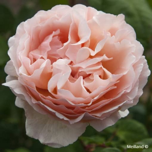 PRINCESSE CHARLENE DE MONACO® meidysouk