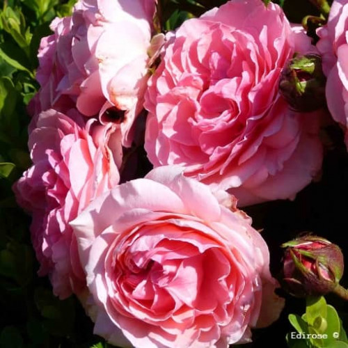 PRINCESSE GABRIELLA DE MONACO ® Fel10009