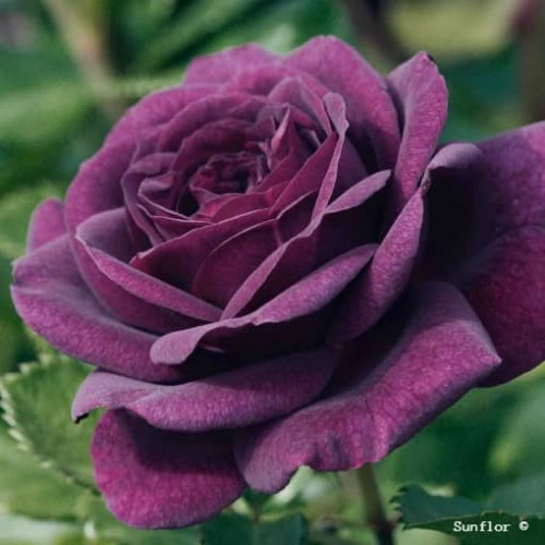 PURPLE EDEN® Weksmopur