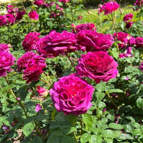 PURPLE VOLUPTIA® Noa 38121