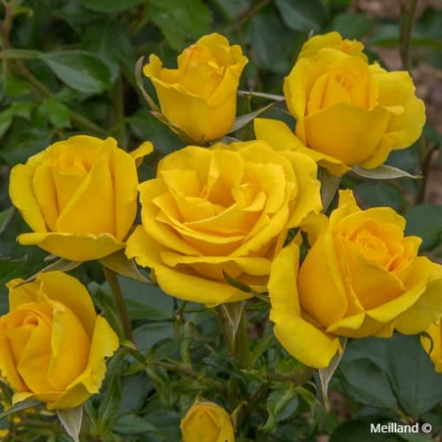 RAYON DE SOLEIL® meianycid