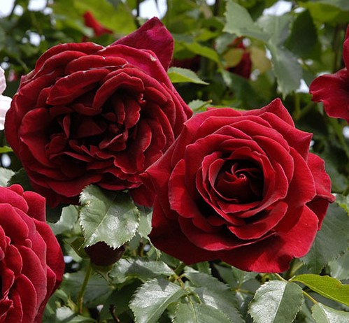 RED PARFUM® Gpt