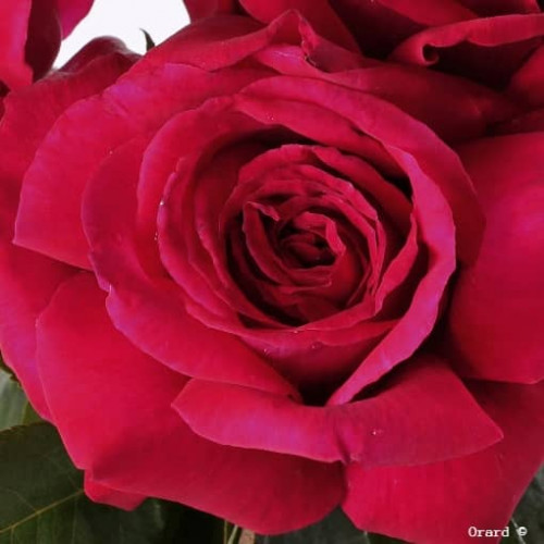 REINE  DES PARFUMS®Ora 9898B