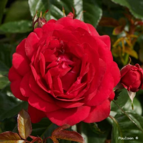 RENAISSANCE® CAPRICIA Poulren024