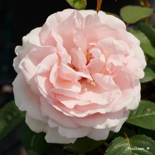 RENAISSANCE® CLAIR Poulsyng