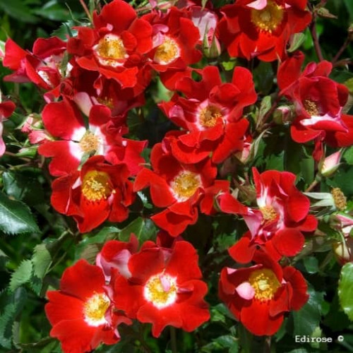RED FOLIES® Chewdaybell