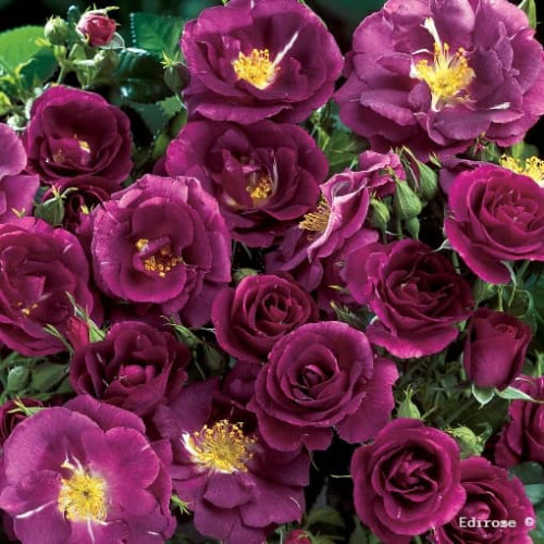 RHAPSODY IN BLUE® Frantasia