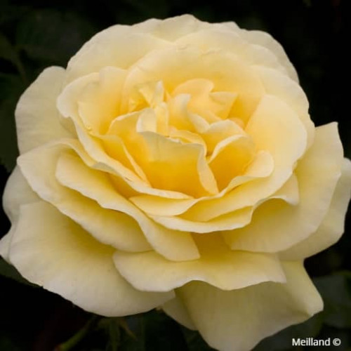 RAFFAELLO® Meikanaro