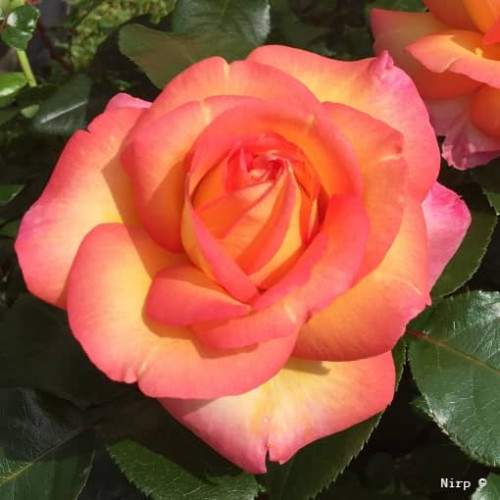 ROBERTO ALAGNA® adarequatro