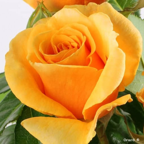 ROSE ALLEYSON® ora295-08