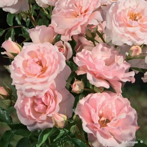 ROSE DE BEAUNE® Tantanoras