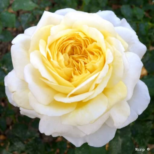 ROSE DE BRETAGNE® Adarefixa