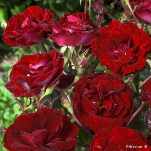 ROSE DE CAHORS® Reuham