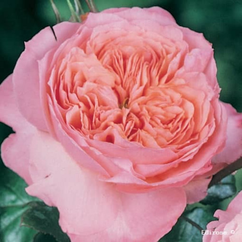 ROSE DE CORNOUAILLE® Harhandy