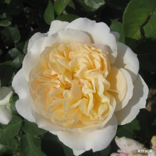 ROSEMANTIC CREAM® Saumityl