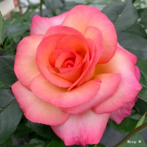 ROSA DEL CAMINO DE SANTIAGO® Adabelegip