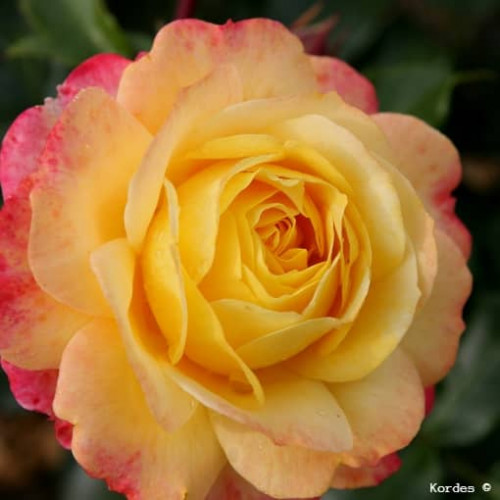ROSE DER HOFFNUNG®