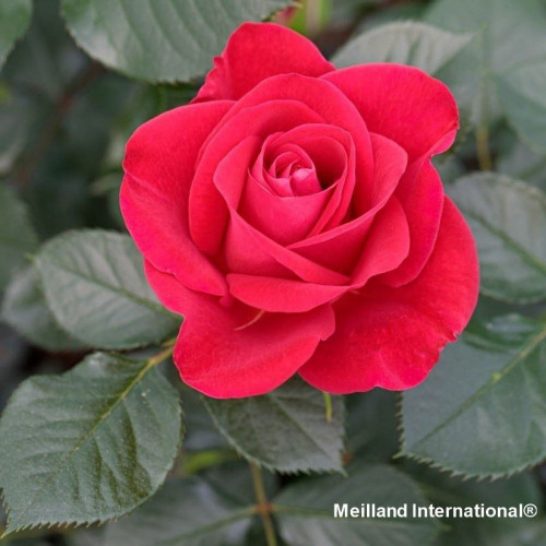 ROSE DU CICR COMITE INTERNATIONAL DE LA CROIX ROUGE