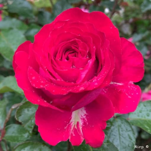 ROSEMANTIC FUCHSIA® Nirpace