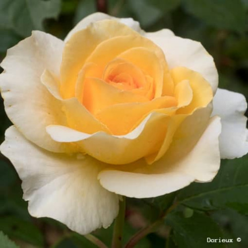 ROSE MARIE® Dor…