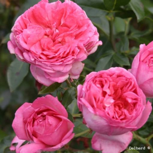 ROSE DE MOLINARD® Gr. Delgrarose
