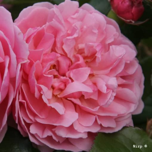 ROSEMANTIC PINK® Sauvalet