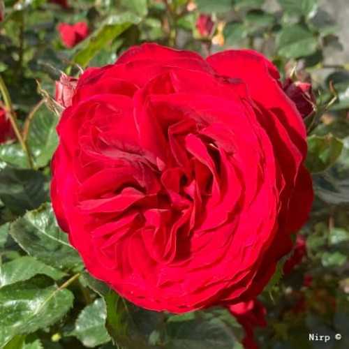 ROSEMANTIC RED® Nirpren