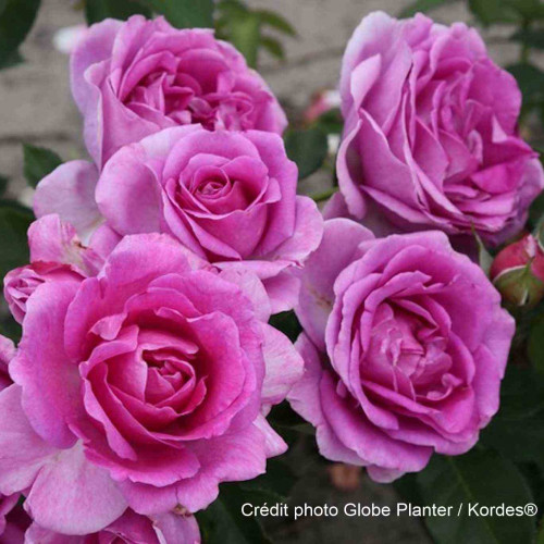 CLIVIA® Kor...