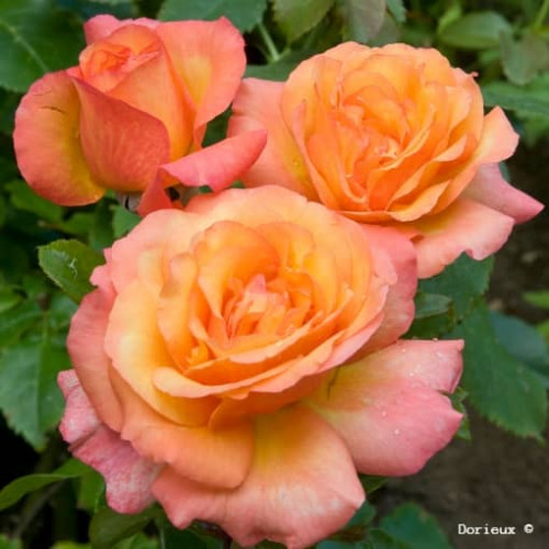 SOLEDAD® Dorcobo
