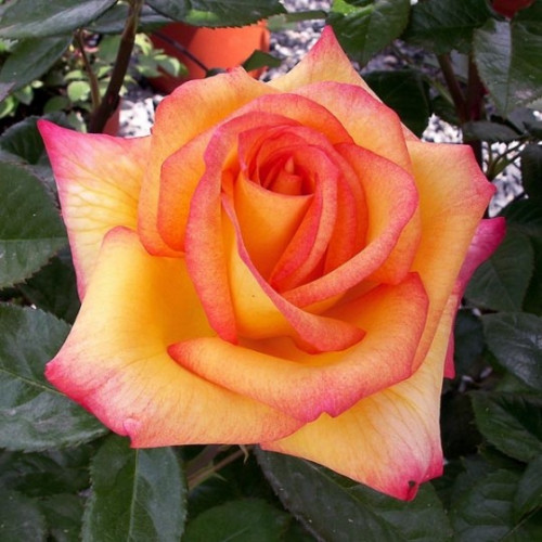 SHEILA’S PARFUME® Harsherry