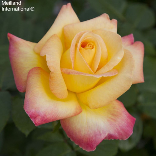 ORIENTAL PEACE ® Baipeacesar