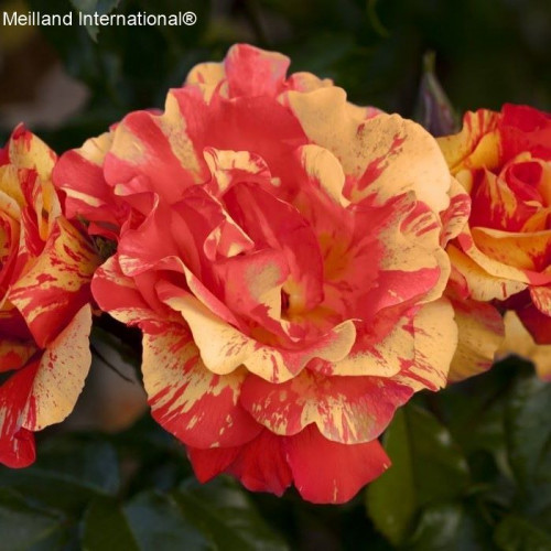 SORBET FRUITE® Meihestries