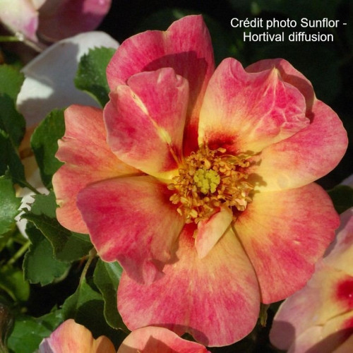 CORAL BABYLON EYES® Intereybabroc