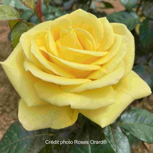 LEMON IMPACT® Orasonmad