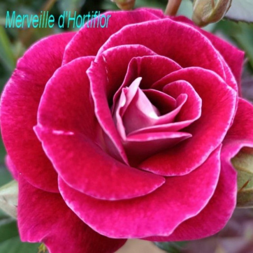 LA FEE DU RIVAU ® (Anc. Merveille d'Hortiflor)