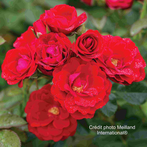 CHERRY FROST ® Overed Climb