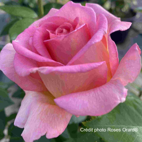 PRIORY DAWN® Orasiatel