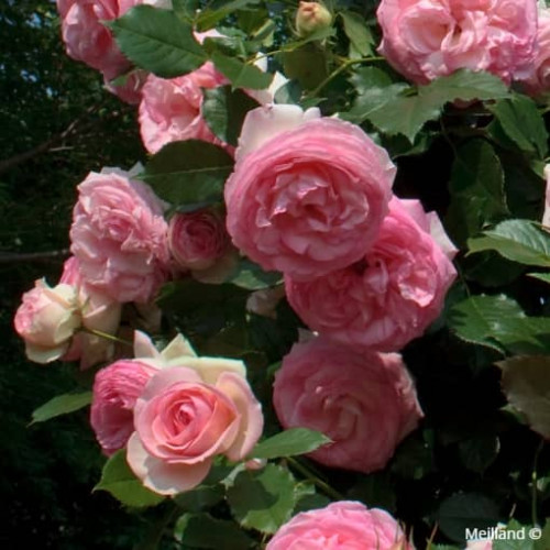 PIERRE DE RONSARD® Meiviolin GRP.