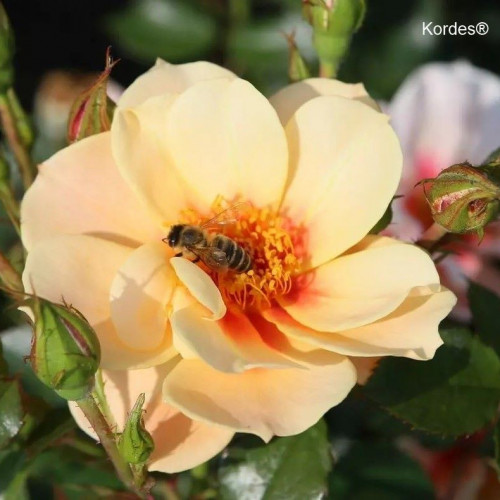 SEE YOU IN APRICOT® KORhulth007