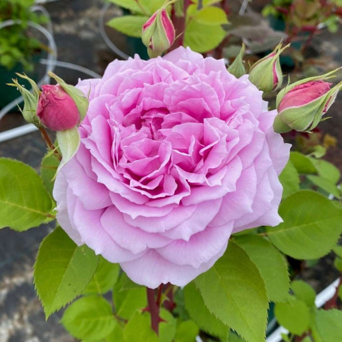 TERRE DE ROSE ®