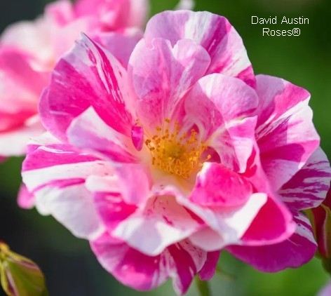 THE KING'S ROSE® Ausa27a16