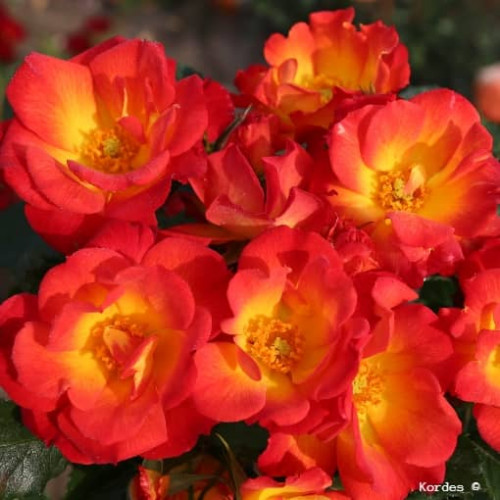 SUMMER OF LOVE ®Nectar Garden® KORfliaumi