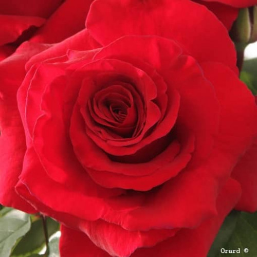 SIMONE VEIL® Oracolhac