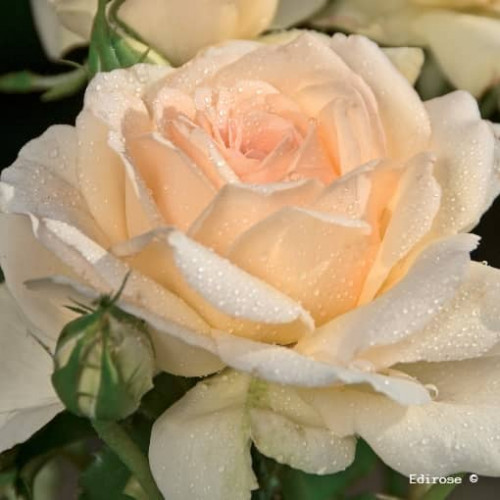 SWEET LOVE® Harmisty