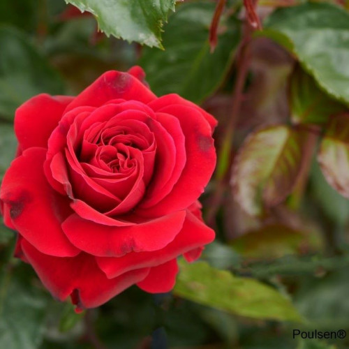 THAT’S JAZZ® Gpt Poulnorm