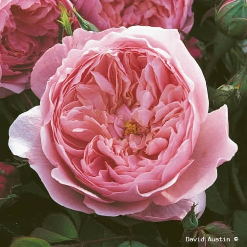 THE ALNWICK® Rose Ausgrab