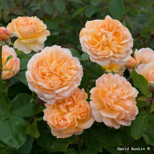 THE LADY GARDENER® Ausbrass