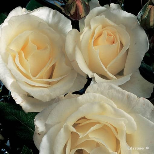 THERESE DE LISIEUX® Orablan