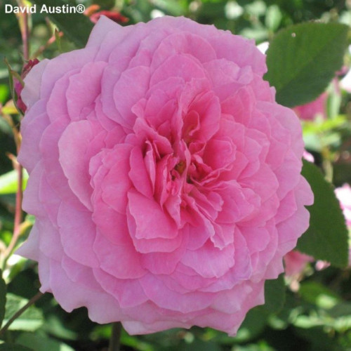 THE MAYFLOWER® Austilly